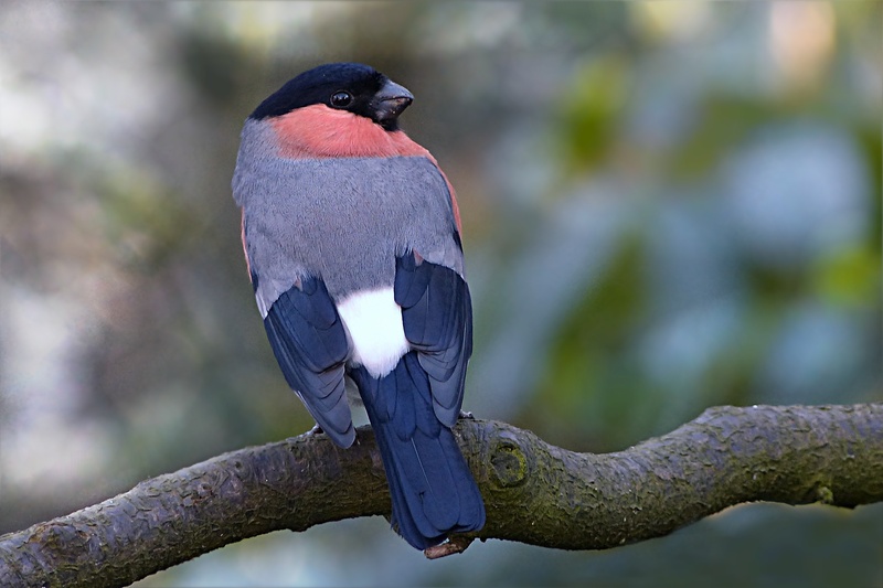 beak, plant, red, silver colored, pyrrhula, perching, outdoors, day, animal wildlife, wildlife, full length, vertebrate, focus on foreground, foraging