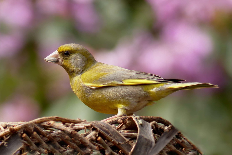 close up, garden, outdoors, animal themes, beauty in nature, animal wildlife, full length, foraging, animals in the wild, one animal, plant, close-up, day