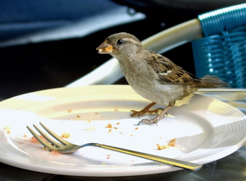 one animal, empty plate, eaten, no people, focus on foreground, hungry, vertebrate, animal themes, fork, food, animals in the wild, eating, silver colored