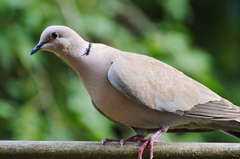 day, dove - bird, railing, poultry, City, City Pigeon, animals in the wild, full length, animal themes, outdoors, profile view, one animal, bird, garden
