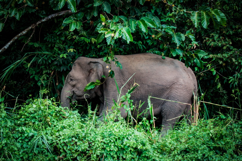 5K, mammal, elephant, naturaleza, trees, leafe, forage, african elephant, animal family, wildlife, animal wildlife, outdoors, safari, herbivorous, borneo