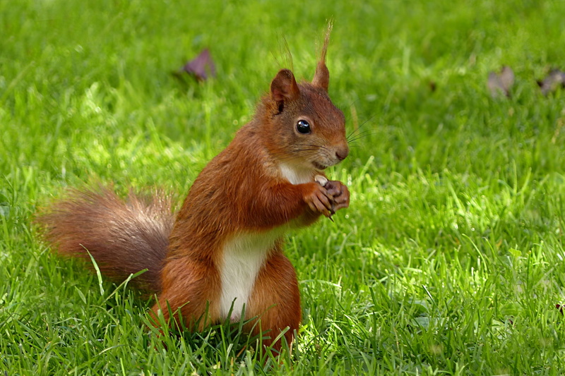 one animal, plant, brown, day, garden, foraging, animals in the wild, summer, field, profile view, close-up, rodent, vertebrate, nature, mammal, small