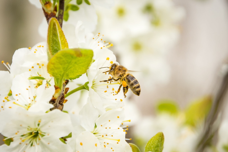 pollination, apis, no people, nectar, petal, invertebrate, flower head, honeybee, honey bee, pollen, foraging, yellow, springtime, outdoors, cherry blossom