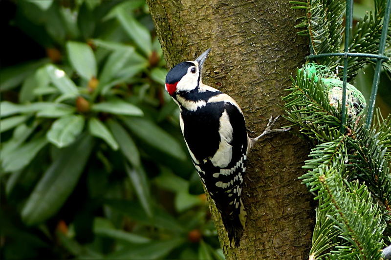 bird, foraging, tree, perching, garden, 2K, no people, day, beauty in nature, woodpecker, animal wildlife, great spotted woodpecker, animal, green color