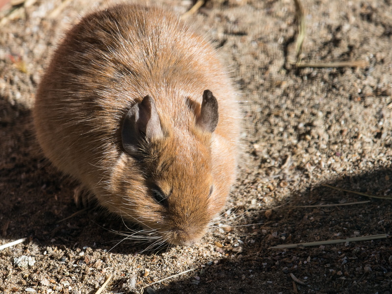 vertebrate, animal body part, dirt, rodent, fur, close-up, nager, field, animal, house animal farm with scattered mill, whisker, one animal, mammal, 4K