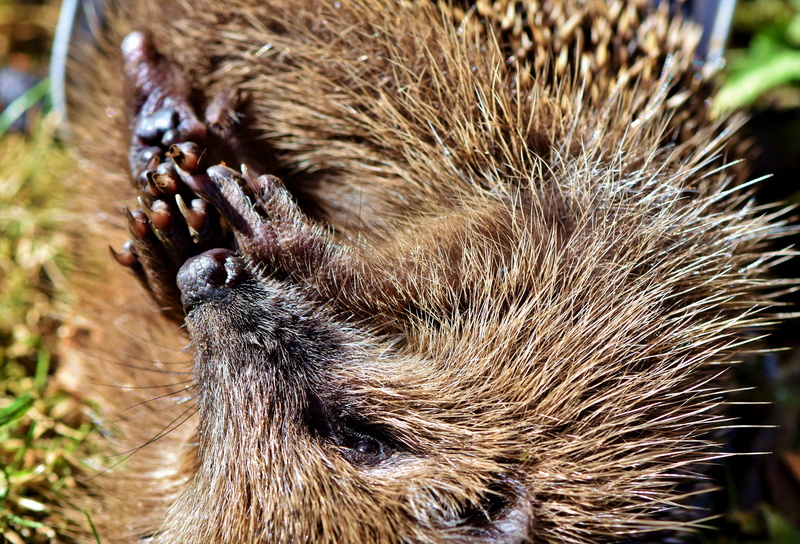 foraging, herbivorous, field, hannah, eat, animals in the wild, brown, paws, mammal, animal hair, nose, vertebrate, hair, hedgehog, animal wildlife, animal themes
