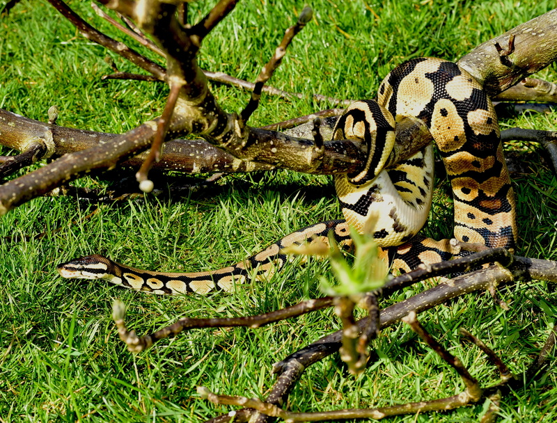 beauty, ball python, 2K, day, no people, scale, boa, animals in the wild, animal wildlife, animal, python regius, snake, animal themes, foraging, constrictor