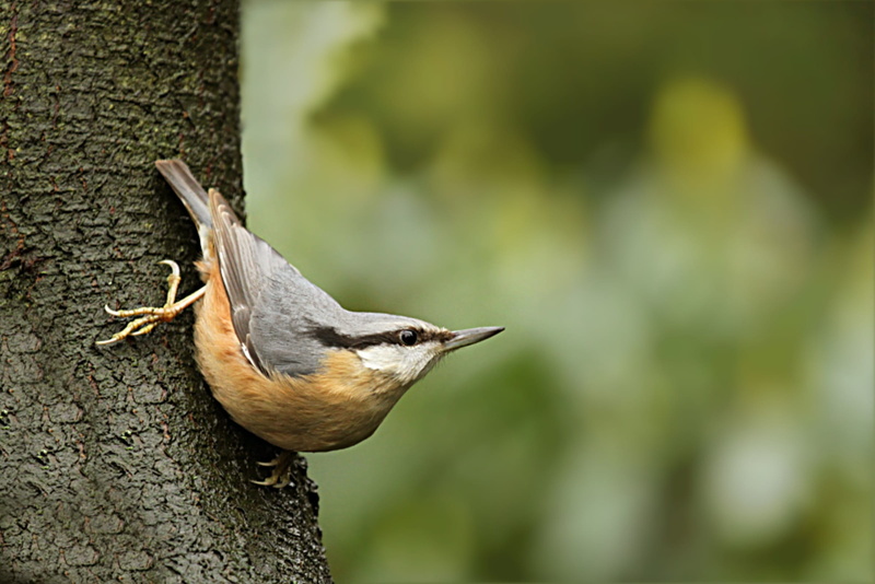 one animal, Log, nature, perching, vertebrate, garden, foraging, trunk, profile view, plant, animal themes, Kleiber, animal, outdoors, surface, day, side view