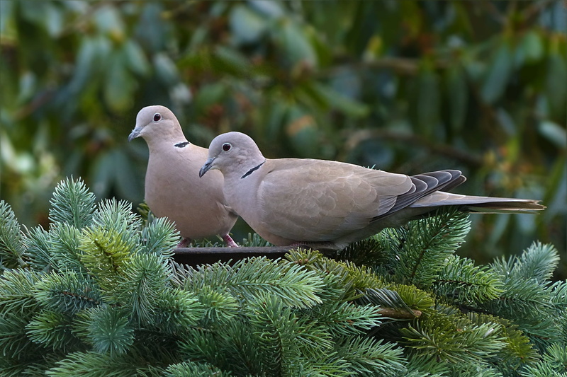 dove, garden, day, foraging, beauty in nature, animal wildlife, vertebrate, tree, animals in the wild, two animals, perching, focus on foreground, no people