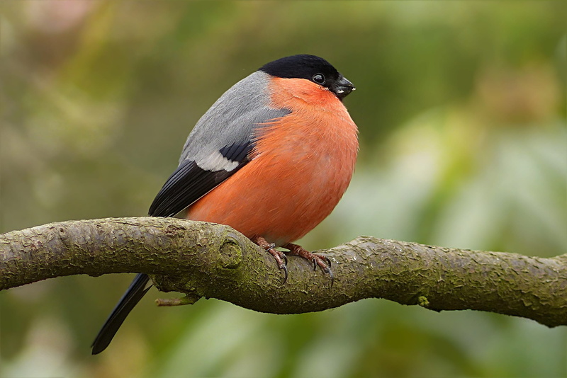 rainforest, nature, garden, animal, no people, orange color, foraging, animal themes, bird, beauty in nature, male, focus, pyrrhula, day, bullfinch, one animal