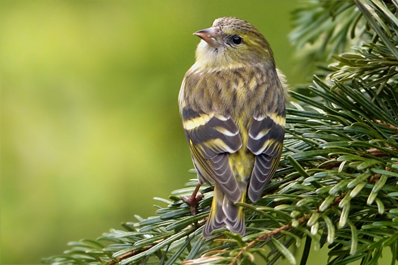no people, nature, siskins, falcon - bird, vertebrate, one animal, spinus psaltria, winter, bird of prey, plant, green color, garden, yellow, animal, branch