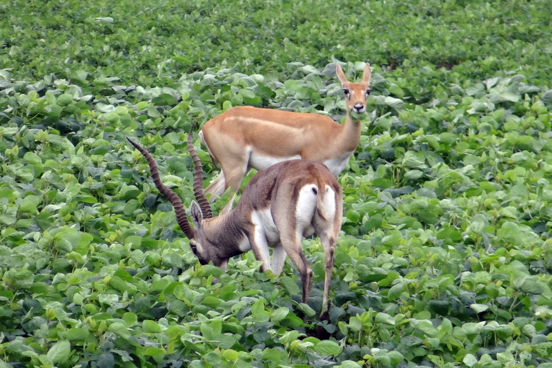 Ungulate, foraging, karnataka, animal family, plant, no people, mammal, outdoors, herbivorous, animal themes, group of animals, forest, standing, vertebrate