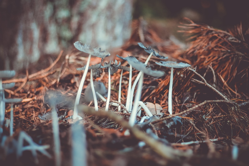 fall, vulnerability, land, grass, closeup, tranquility, dead plant, white, funghi, water, photo, selective focus, outdoors, mushroom, grey, mushrooms, growth