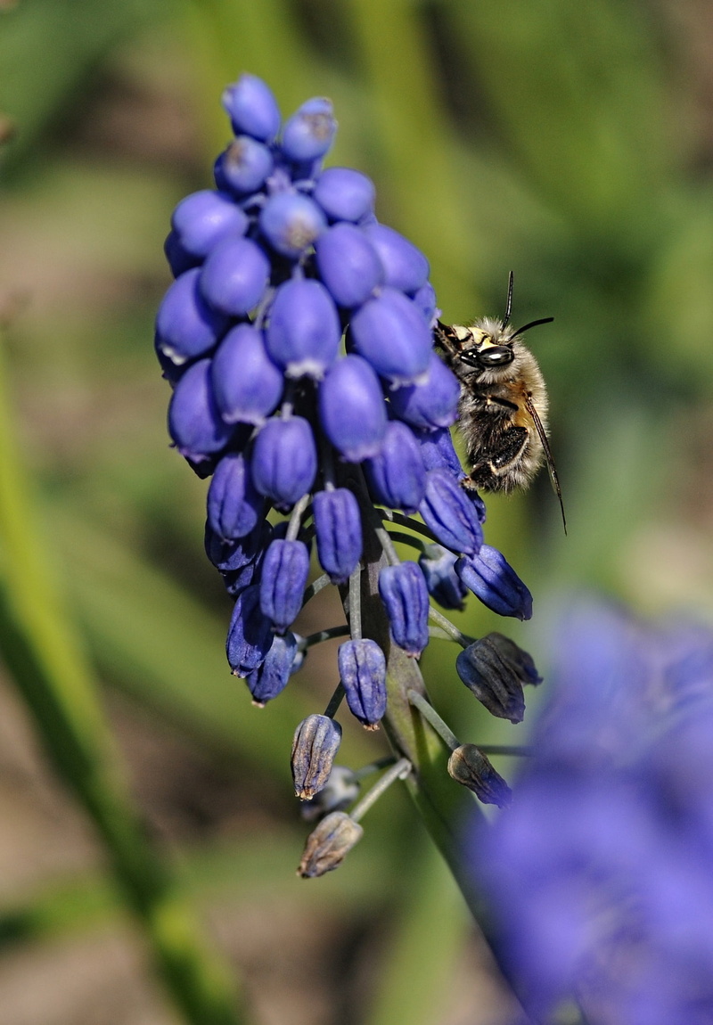 invertebrate, close-up, muscari, fragility, insects, flowering plant, plant, 1080P, one animal, animals in the wild, pollinator, freshness, insect, growth