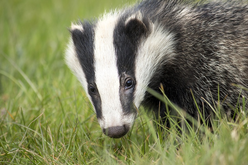 skunk, vertebrate, young animal, brock, european, sett, no people, claws, black, plant, 2K, animal body part, day, nature, one animal, social, animals in the wild