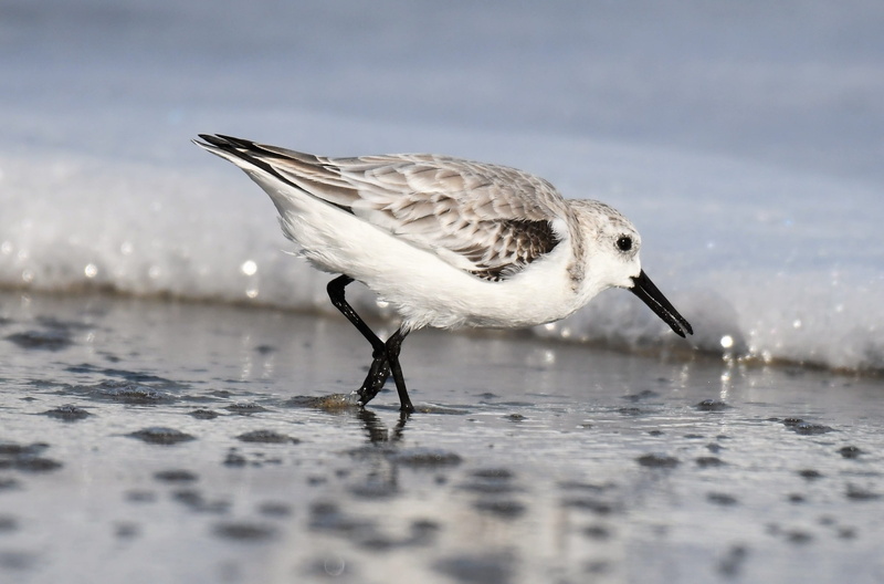 sand, bird, foraging, seagull, selective focus, migratory bird, sanderling, atlantic, nature, vertebrate, calidris alba, full length, wader, water, one animal