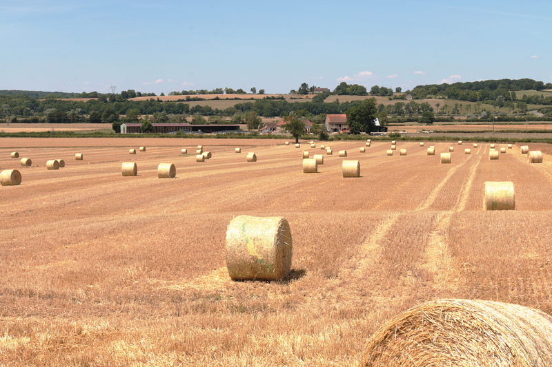 bale, Hay, tranquility, no people, day, rural scene, farm, land, sky, outdoors, scenics - nature, Field, tranquil scene, agriculture, harvesting, rural