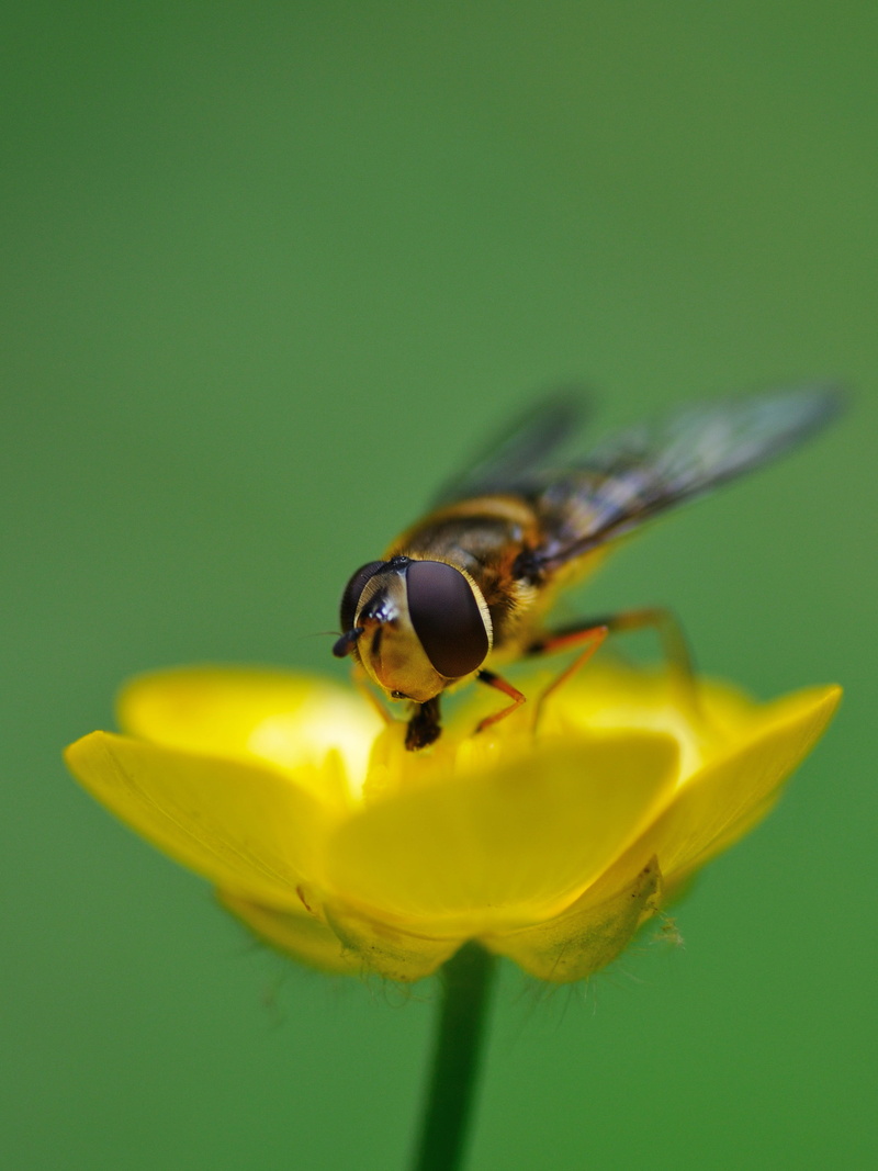 one animal, yellow, petal, animal themes, animal, beauty in nature, flower head, invertebrate, fragility, vulnerability, animal wildlife, animals in the wild