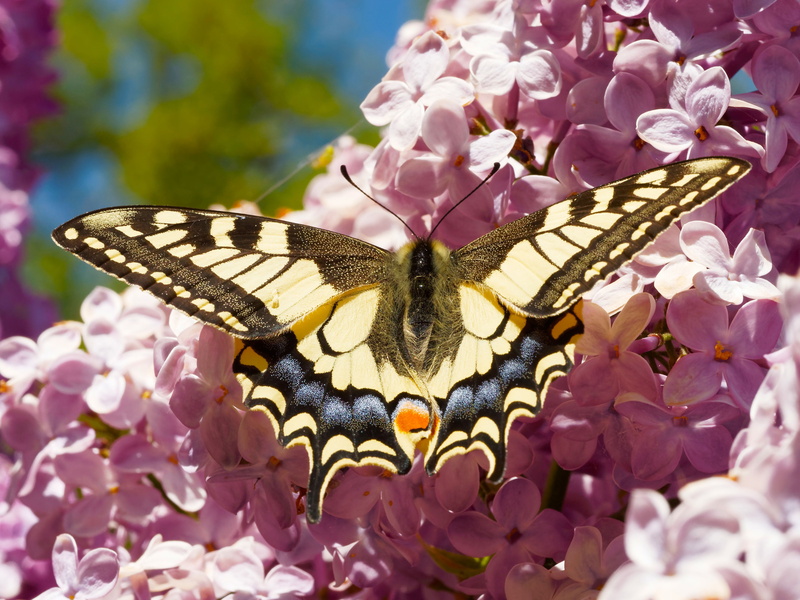 animals in the wild, close-up, 4K, macro, forage, insect, top, beauty in nature, papilio swallowtail, giant swallowtail, purple, butterfly - insect, outdoors