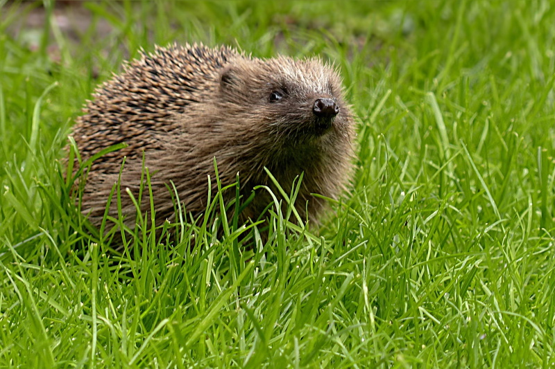 brown, snout, young animal, hedge, close-up, foraging, day, land, field, nature, grass, rodent, outdoors, mammal, hedgehog, wildlife, animal, no people