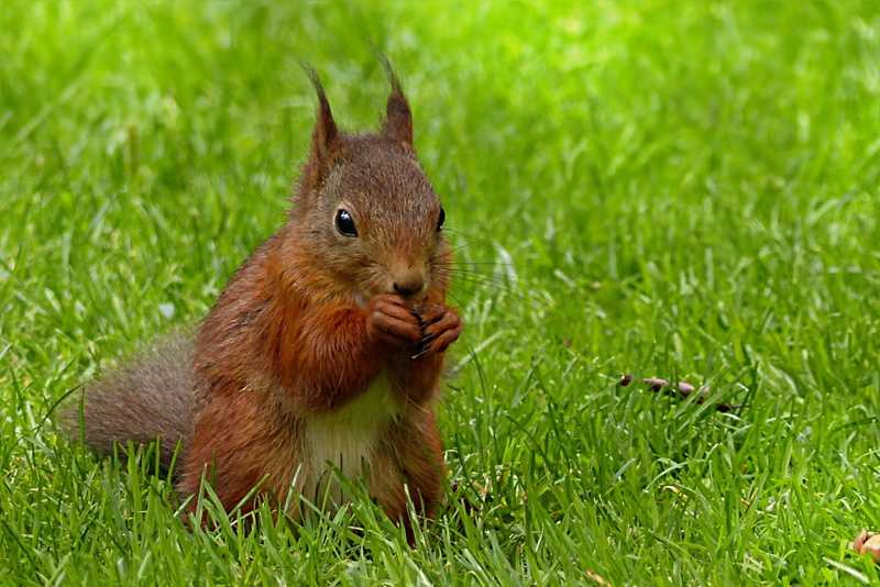 land, outdoors, fur, garden, foraging, brown, animal themes, sciurus major, plant, field, fluffy, animal, one Animal, Squirrel, animals In The Wild, rodent