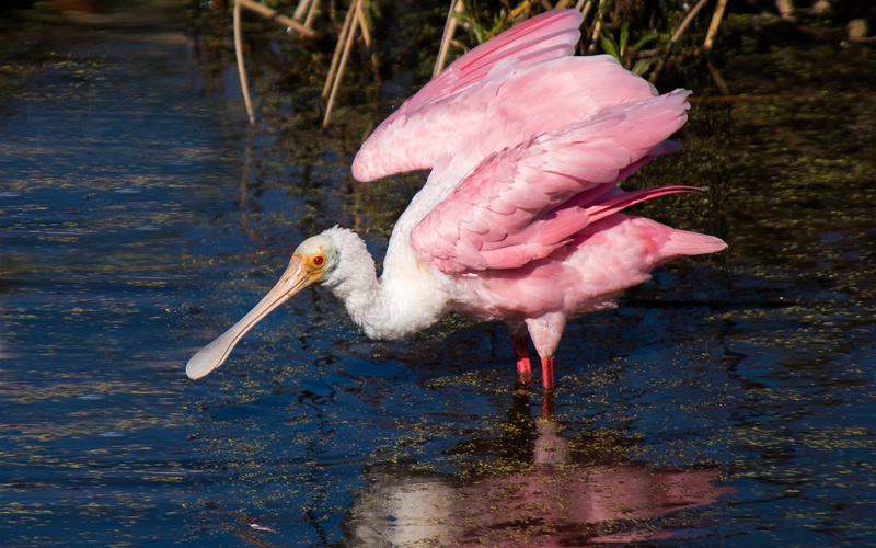 animal wildlife, spoonbill, close-up, foraging, pink color, vertebrate, bird, flamingo, animal, animal neck, mobile, florida, nature, animals in the wild