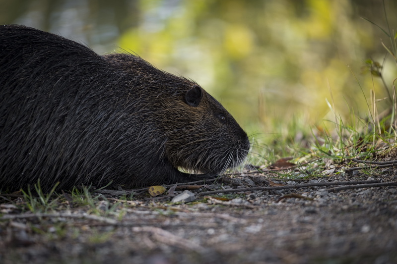 selective focus, outdoors, nutrition, animal world, vertebrate, animal head, food, animal wildlife, day, animal, 5K, close-up, animals in the wild, animal body part