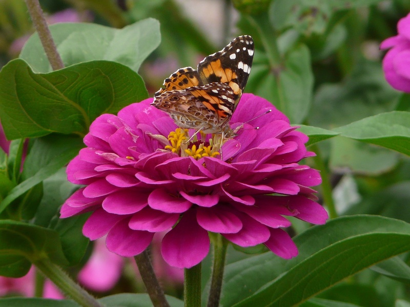 close-up, butterfly - insect, purple, flower, animal, 1080P, one animal, petal, forage, insect, fragility, animal wildlife, animals in the wild, zinnia