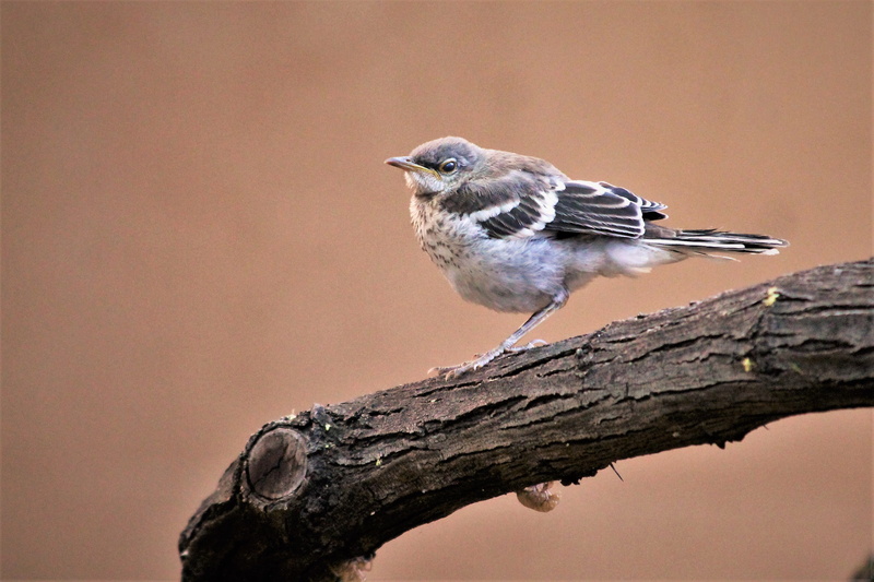 white, 2K, branch, beak, daytime, grey, animal, bird, nature, wildlife, tree