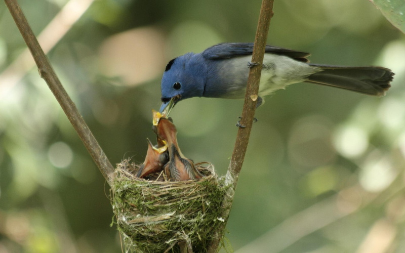 babies, 1080P, nests, birds, bird, baby birds, colorful, animals, feeding