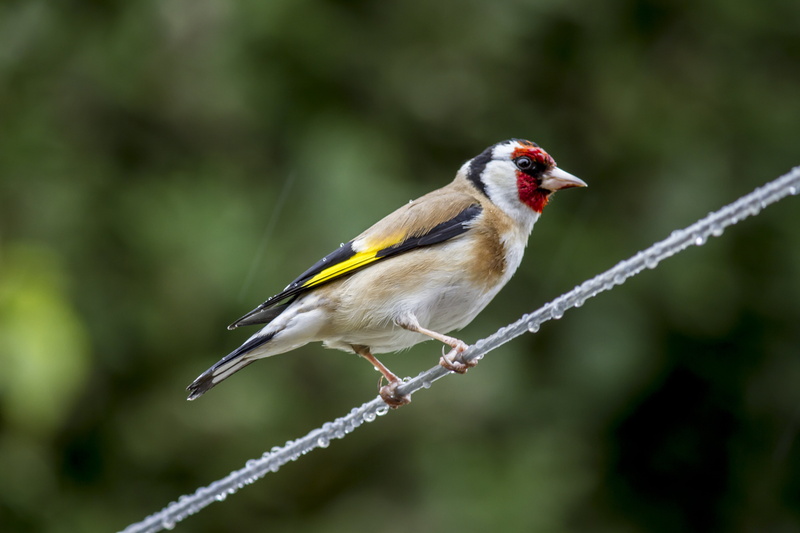 daytime, animals In The Wild, european, UK, nature, Peterborough, yellow, beak, bird, Manic, European Goldfinch, animal, Valentine, outdoors, rain, 5K