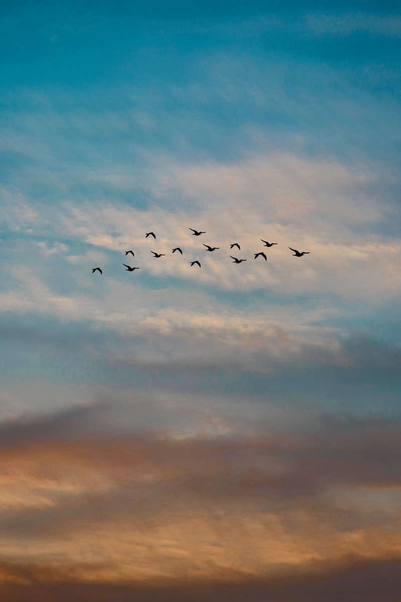 bird, vertebrate, animal, nature, scenics - nature, group of animals, tranquil scene, flock of birds, sky, evening sky, tranquility, beauty in nature, evening
