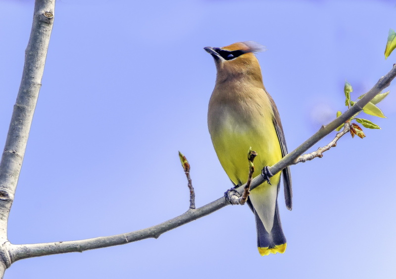 Cedar Waxwing, cedar, photography, yellow, closeup photography, birds, nature, animal, tree, animals In The Wild, branch, 4K, avian, wildlife, closeup