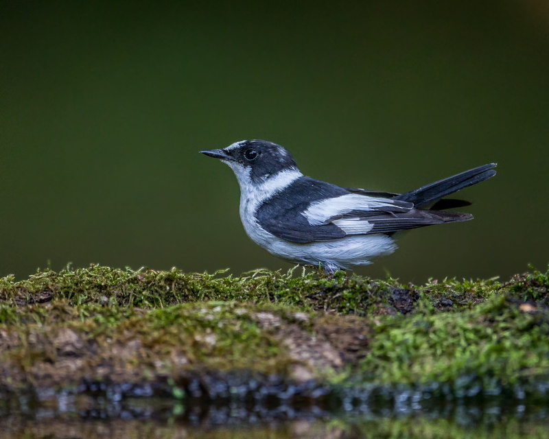 animal, white, flycatcher, collared, bird Watching, wildlife, 1080P, black, close-up, nature, Collared Flycatcher, beak, white bird, one Animal, black and white