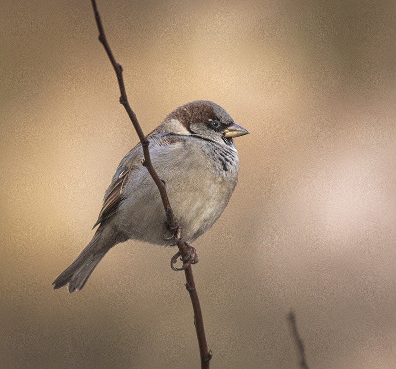 closeup, beak, house, branch, bird, nature, wildlife, Passer domesticus, Wróbel, 480P, photo, outdoors, House Sparrow, animal, sparrow  House, sparrow