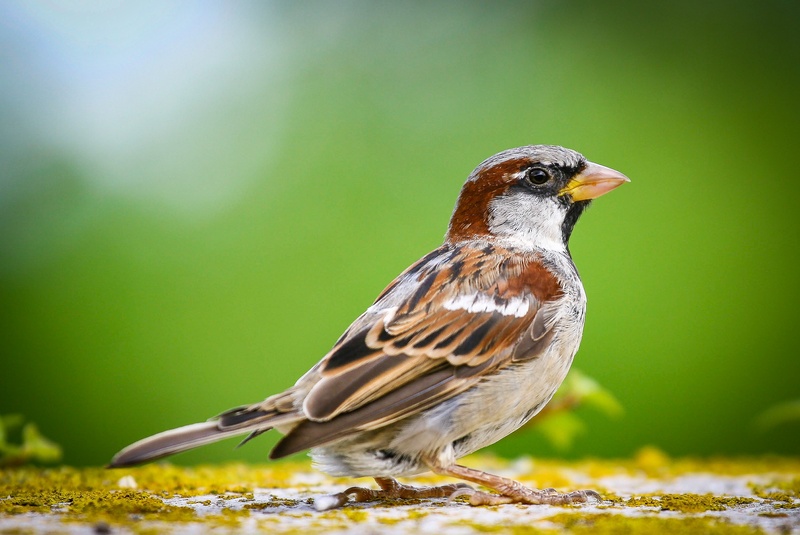 robin, one animal, low, no people, sparrow, nature, bird, animals in the wild, close, selective focus, focus on foreground, outdoors, close-up, house, animal wildlife