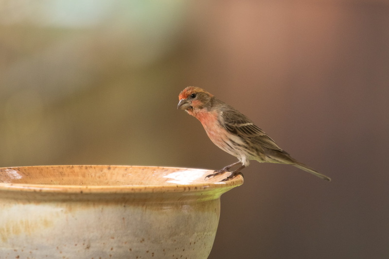 depth, male, bird, bowl, house finch, bokeh, birds, finch, depth of field, wildlife, field, ceramics, bird bath, house, finch  house, bath, nature, sparrow