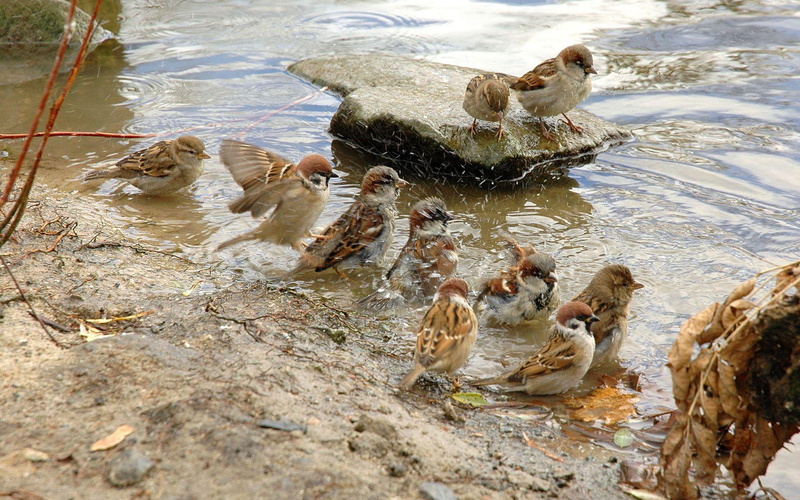 bathing, animals, 1920x1200, 1080P, sparrow, sparrows, bird, house, flock