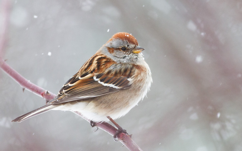tree, american, sparrow, white, snow, animal, wildlife, bird, 2K, perching, nature, winter, brown