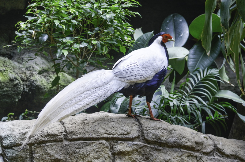 concrete, perched, wall, 5K, beak, wildlife, silver  pheasant, animal, feather, Silver Pheasant, nature, bird, pheasant, silver