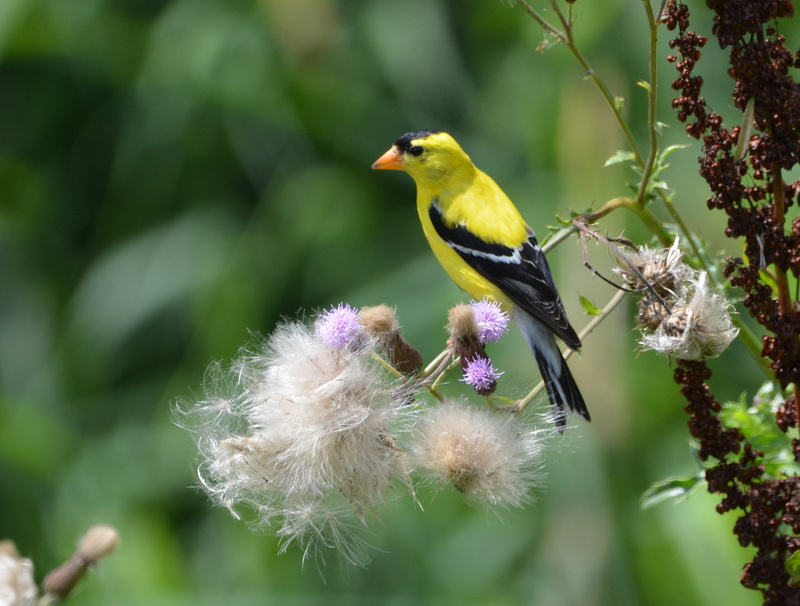 photography, short, brid, nature, 2K, yellow, animal, bird, wildlife, beak, branch