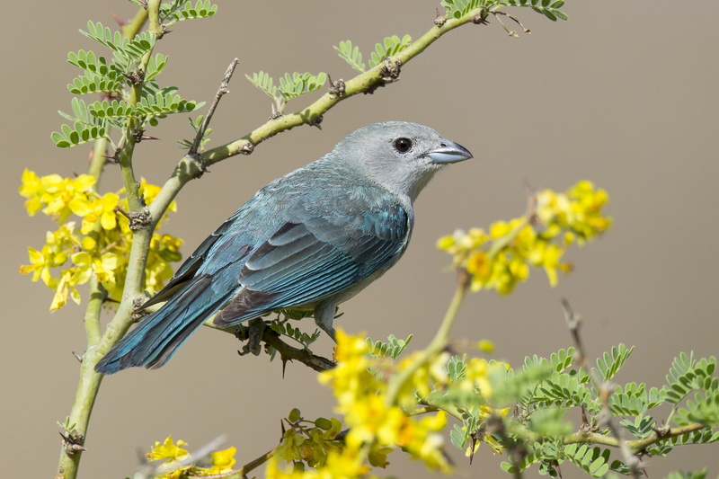 beak, bird, feathers, branch, flowers, 1080P