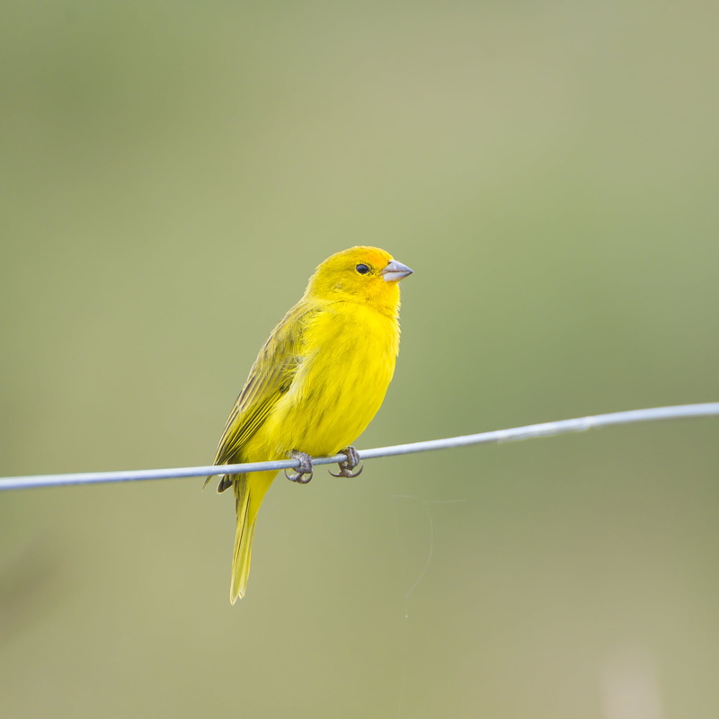 focus, mato grosso, nature, perching, wire, beak, yellow, rio claro, photo, nikon  d4, 1080P, on the wire, bird, wild animal, small, fence, metal  wire