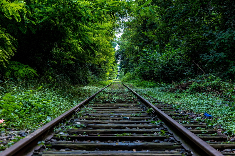 beauty in nature, plant, train tracks, long, foliage, bushes, transportation, forest, woods, green, the way forward, outdoors, direction, scenics, middle