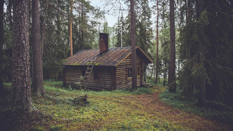1080P, day, trunk, hut, land, plant, woodland, growth, built structure, wood - material, brown, nature, cabin, no people, architecture, landscape, field