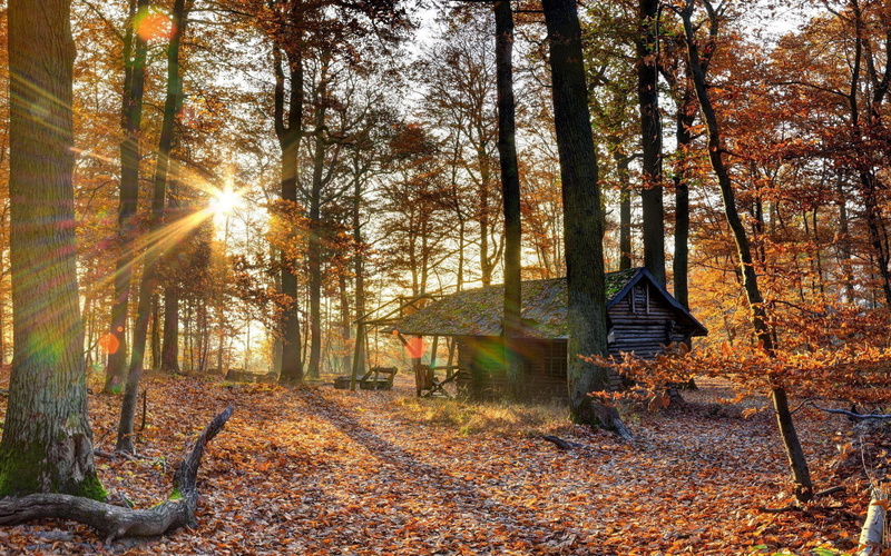leaf, forest, photography, 1080P, wooden, 1920x1200, abandoned, house, woods, brown, cabin, tree
