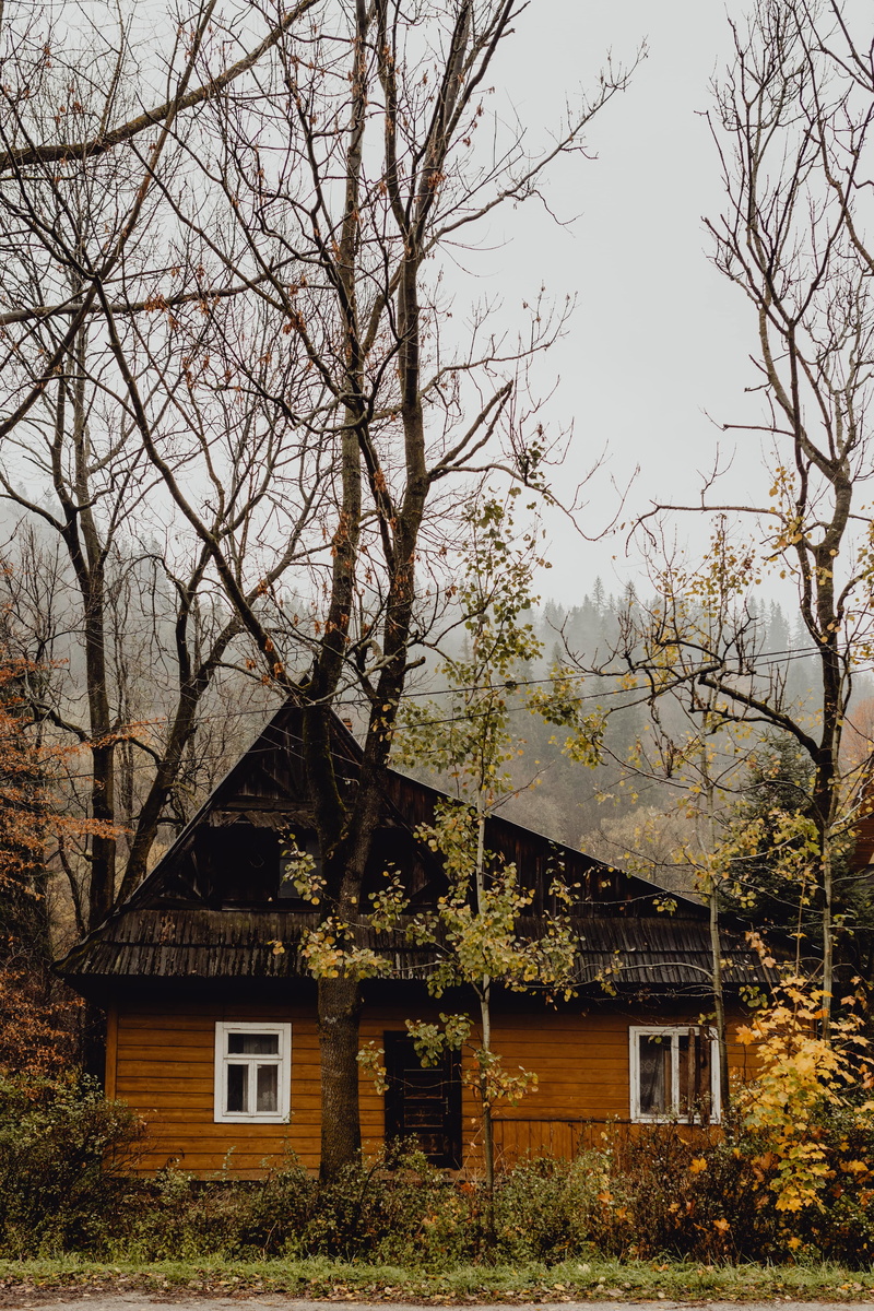 plant, branch, house, old, no people, autumn, wooden, Poland, houses, cabin, polska, growth, outdoors, tree trunk, building exterior, architecture, day