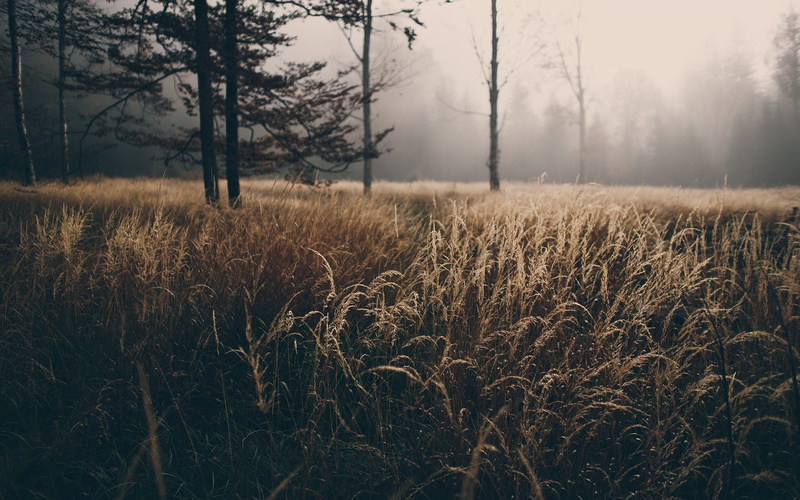 mist, nature, brown, landscape, plant, sky, beige, non-urban scene, tranquil scene, green, beauty in nature, trees, focus on foreground, tranquility, 1080P