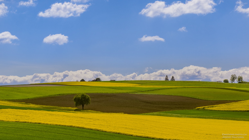 f/1.8, arbre, landscape, beautiful, Patchwork, grass, lumière, daytime, scenics, soleil, green grass, green  fields, Switzerland, sun  light, nature, nuages