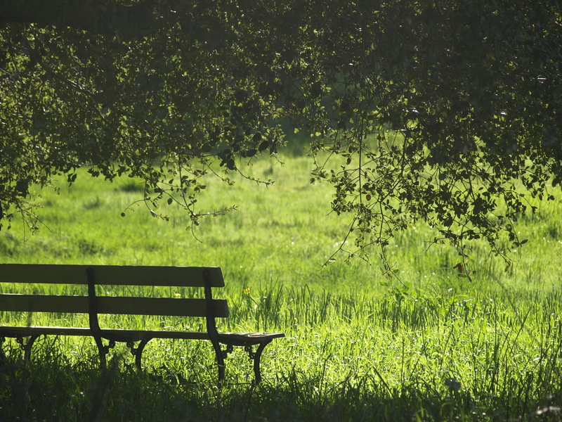 plant, beauty In Nature, leaf, autumn, outdoors, brown, park bench, seat, field, wooden, forest, empty, 2K, scenics, green Color, wooden bench, tree, lush foliage
